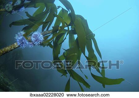 "Blade kelp (Laminaria hyperborea), Barents Sea, Russia, Arctic, Europe" View Large Photo Image Stock Image - "Blade kelp (Laminaria hyperborea), Barents Sea, Russia, Arctic, Europe". Fotosearch