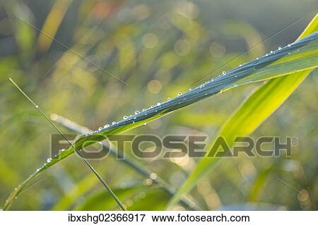 Blade of grass with dew drops View Large Photo Image Stock Photo - Blade of grass with dew drops. Fotosearch