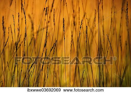 "Blades of grass, pattern, Mondsee region, Salzkammergut, Upper Austria, Austria, Europe" View Large Photo Image Stock Photo - "Blades of grass, pattern, Mondsee region, Salzkammergut, Upper Austria, Austria, Europe". Fotosearch