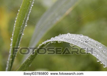 Blades of grass with dew drops View Large Photo Image Stock Image - Blades of grass with dew drops. Fotosearch