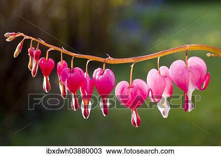 Stock Image - Bleeding Heart (Lamprocapnos spectabilis). Fotosearch