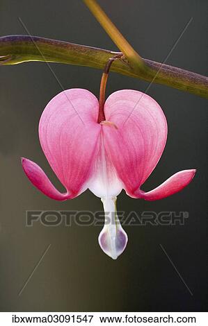 "Bleeding Heart (Lamprocapnos spectabilis), blossom, North Hesse, Hesse, Germany, Europe" View Large Photo Image Stock Photo - "Bleeding Heart (Lamprocapnos spectabilis), blossom, North Hesse, Hesse, Germany, Europe". Fotosearch