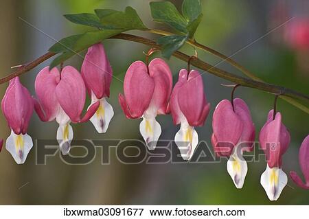 "Bleeding Heart (Lamprocapnos spectabilis), blossoms, North Hesse, Hesse, Germany, Europe" View Large Photo Image Stock Photo - "Bleeding Heart (Lamprocapnos spectabilis), blossoms, North Hesse, Hesse, Germany, Europe". Fotosearch