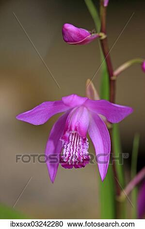 Stock Image - "Bletilla, Hardy Orchid or Chinese Ground Orchid (Bletilla striata), flower, Germany, Europe". Fotosearch