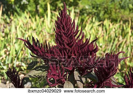 Stock Photo - "Blood amaranth (Amaranthus cruentus), Mecklenburg-Western Pomerania, Germany, Europe". Fotosearch