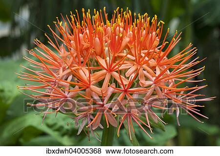 "Blood Lily (Scadoxus multiflorus), native to South Africa" View Large Photo Image Stock Photo - "Blood Lily (Scadoxus multiflorus), native to South Africa". Fotosearch