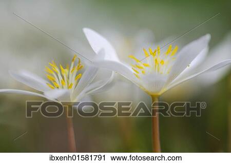 Bloodroot (Sanguinaria canadensis) View Large Photo Image Stock Image - Bloodroot (Sanguinaria canadensis). Fotosearch