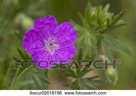 "Bloody cranesbill, bloody geranium (Geranium sanguineum), Bleiberge, eastern Thuringia, Germany, Europe" View Large Photo Image Stock Photograph - "Bloody cranesbill, bloody geranium (Geranium sanguineum), Bleiberge, eastern Thuringia, Germany, Europe". Fotosearch
