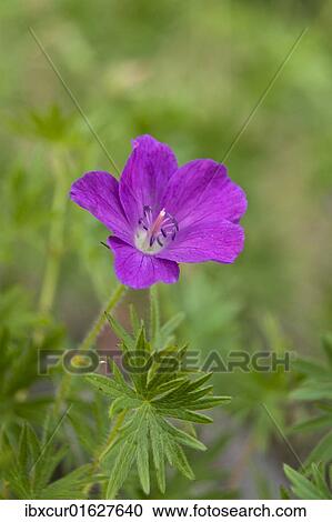 Stock Image - Bloody Cranesbill (Geranium sanguineum). Fotosearch