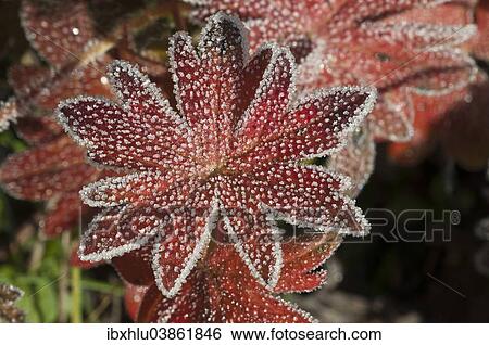 Stock Photograph - "Bloody Cranesbill (Geranium sanguineum), leaf with hoarfrost, Baden-Wurttemberg, Germany, Europe". Fotosearch