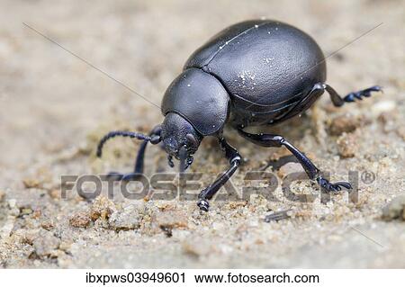 "Bloody-nosed Beetle (Timarcha tenebricosa), on dirt, South Wales, United Kingdom, Europe" View Large Photo Image Stock Image - "Bloody-nosed Beetle (Timarcha tenebricosa), on dirt, South Wales, United Kingdom, Europe". Fotosearch
