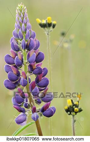 Bloom of Lupine (Lupinus) View Large Photo Image Stock Photography - Bloom of Lupine (Lupinus). Fotosearch