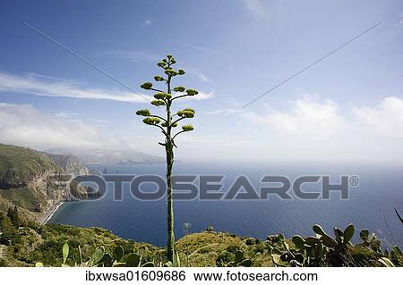 "Blooming Agave (Agavoideae) in front of the bay of the Valle Muria, Lipari island, on the horizon Vulcano island, Sicily, Italy, Europe" View Large Photo Image Stock Photograph - "Blooming Agave (Agavoideae) in front of the bay of the Valle Muria, Lipari island, on the horizon Vulcano island, Sicily, Italy, Europe". Fotosearch