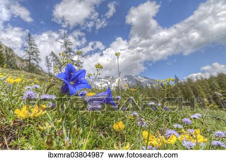 "Blooming alpine meadow with Alpine Gentian (Gentiana alpina) at the front, Dachstein Mountains, Salzburger Land, Austria, Europe" View Large Photo Image Stock Photo - "Blooming alpine meadow with Alpine Gentian (Gentiana alpina) at the front, Dachstein Mountains, Salzburger Land, Austria, Europe". Fotosearch
