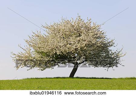 Stock Photograph - "Blooming apple tree in a field, Lower Franconia, Bavaria, Germany, Europe". Fotosearch