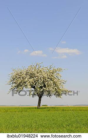 Blooming Apple tree (Malus) in spring View Large Photo Image Picture - Blooming Apple tree (Malus) in spring. Fotosearch