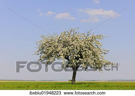 Blooming Apple tree (Malus) in spring View Large Photo Image Stock Image - Blooming Apple tree (Malus) in spring. Fotosearch