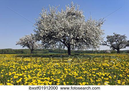 Stock Image - Blooming apple tree on a spring meadow. Fotosearch