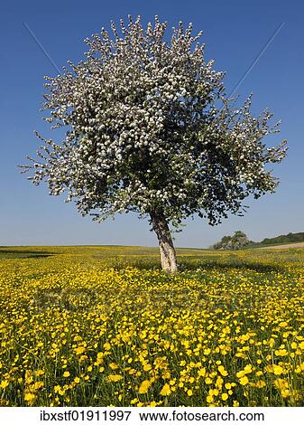 Blooming apple tree on a spring meadow View Large Photo Image Stock Photo - Blooming apple tree on a spring meadow. Fotosearch