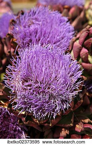 "Blooming Artichoke thistles, Cardones (Cynara cardunculus), Ile d'Oleron island, Poitou-Charentes region, departement of Charente-Maritime, France, Europe" View Large Photo Image Stock Photography - "Blooming Artichoke thistles, Cardones (Cynara cardunculus), Ile d'Oleron island, Poitou-Charentes region, departement of Charente-Maritime, France, Europe". Fotosearch