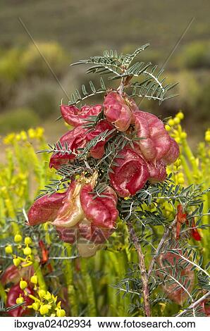 Picture - "Blooming balloon pea or Kankerbos (Sutherlandia frutescens), Namaqualand, South Africa, Africa". Fotosearch