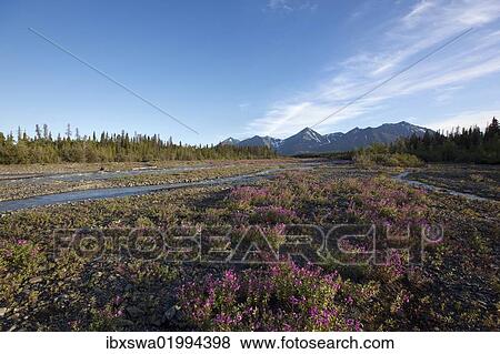 Stock Photo - "Blooming Broad-leaved Willowherb (Epilobium montanum) near subalpine creek, St. Elias Mountains behind, Kluane National Park and Reserve, Yukon Territory, Canada, North America". Fotosearch