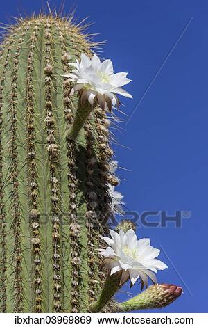 "Blooming cactus Echinopsis chiloensis greenhouse, La Rioja, Argentina, South America" View Large Photo Image Stock Photo - "Blooming cactus Echinopsis chiloensis greenhouse, La Rioja, Argentina, South America". Fotosearch