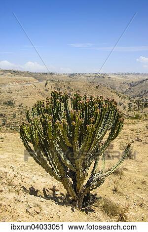 "Blooming cactus tree, near Keren, Eritrea, Africa" View Large Photo Image Stock Image - "Blooming cactus tree, near Keren, Eritrea, Africa". Fotosearch