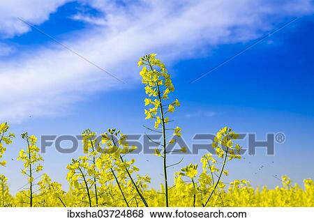 "Blooming canola (Brassica napus), East Holstein, Schleswig-Holstein, Germany, Europe" View Large Photo Image Stock Photo - "Blooming canola (Brassica napus), East Holstein, Schleswig-Holstein, Germany, Europe". Fotosearch