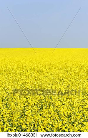 Blooming canola field (Brassica napus) View Large Photo Image Stock Image - Blooming canola field (Brassica napus). Fotosearch