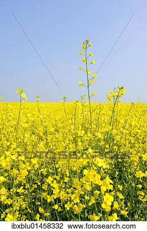 Blooming canola field (Brassica napus) View Large Photo Image Stock Image - Blooming canola field (Brassica napus). Fotosearch