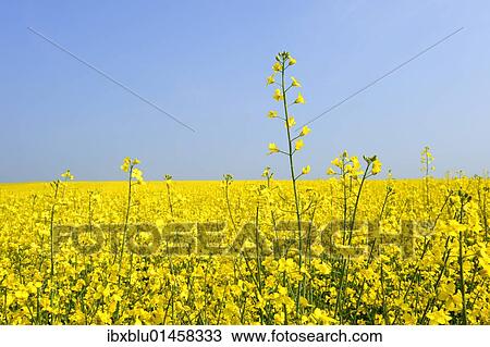 Blooming canola field (Brassica napus) View Large Photo Image Stock Image - Blooming canola field (Brassica napus). Fotosearch
