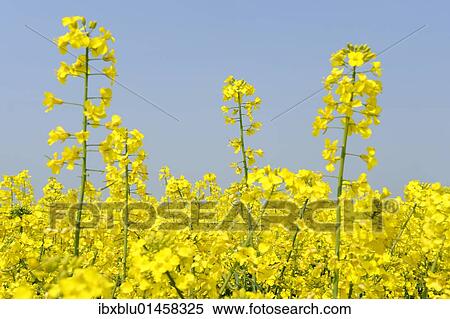 Blooming canola field (Brassica napus) View Large Photo Image Stock Photography - Blooming canola field (Brassica napus). Fotosearch