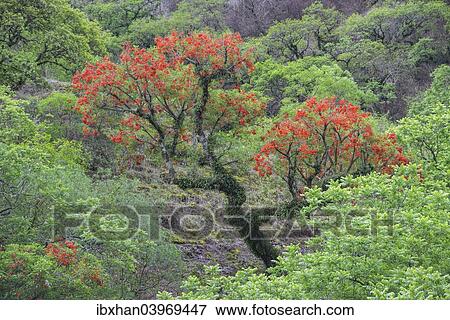 "Blooming Cockspur Coral Tree (Erythrina crista-galli), Salta, Argentina, South America" View Large Photo Image Stock Photo - "Blooming Cockspur Coral Tree (Erythrina crista-galli), Salta, Argentina, South America". Fotosearch