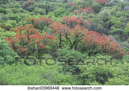 Stock Photo - "Blooming Cockspur Coral Tree (Erythrina crista-galli), Salta, Argentina, South America". Fotosearch
