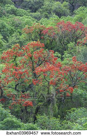 "Blooming Cockspur Coral Tree (Erythrina crista-galli), Salta, Argentina, South America" View Large Photo Image Stock Photo - "Blooming Cockspur Coral Tree (Erythrina crista-galli), Salta, Argentina, South America". Fotosearch