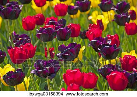 Blooming colourful Tulips (Tulipa) View Large Photo Image Picture - Blooming colourful Tulips (Tulipa). Fotosearch