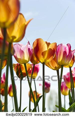 "Blooming colourful Tulips (Tulipa), Germany, Europe" View Large Photo Image Stock Photo - "Blooming colourful Tulips (Tulipa), Germany, Europe". Fotosearch