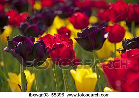Blooming colourful Tulips (Tulipa) View Large Photo Image Stock Photograph - Blooming colourful Tulips (Tulipa). Fotosearch