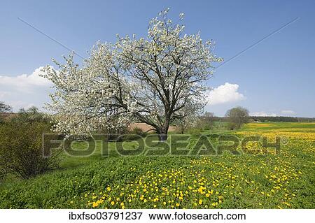 "Blooming Dandelion (Taraxacum sect. Ruderalia) and flowering wild cherry (Prunus avium) in a meadow, Thuringia, Germany, Europe" View Large Photo Image Stock Photo - "Blooming Dandelion (Taraxacum sect. Ruderalia) and flowering wild cherry (Prunus avium) in a meadow, Thuringia, Germany, Europe". Fotosearch