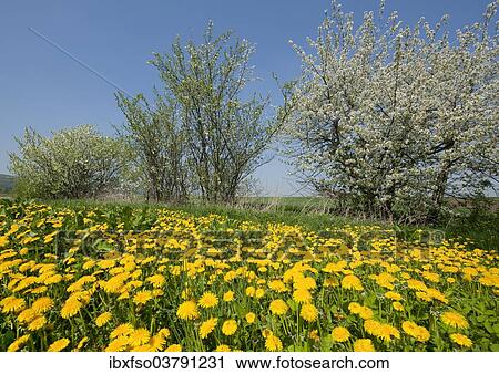 "Blooming Dandelions (Taraxacum sect. Ruderalia) and flowering Blackthorn (Prunus spinosa), Thuringia, Germany, Europe" View Large Photo Image Stock Image - "Blooming Dandelions (Taraxacum sect. Ruderalia) and flowering Blackthorn (Prunus spinosa), Thuringia, Germany, Europe". Fotosearch