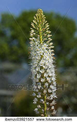 "Blooming Desert Candle (Eremurus himalaicus), Bavaria, Germany, Europe" View Large Photo Image Stock Photo - "Blooming Desert Candle (Eremurus himalaicus), Bavaria, Germany, Europe". Fotosearch