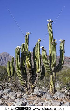"Blooming Echinopsis chiloensis cacti, La Rioja, Argentina, South America" View Large Photo Image Stock Image - "Blooming Echinopsis chiloensis cacti, La Rioja, Argentina, South America". Fotosearch