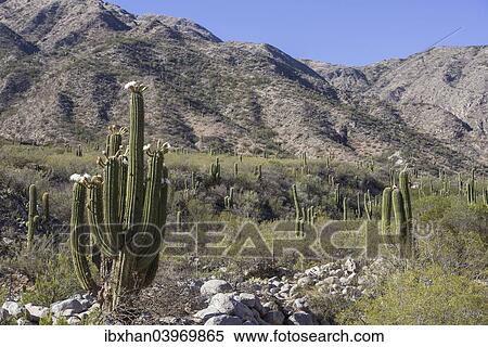 "Blooming Echinopsis chiloensis cacti, La Rioja, Argentina, South America" View Large Photo Image Stock Photography - "Blooming Echinopsis chiloensis cacti, La Rioja, Argentina, South America". Fotosearch