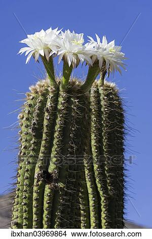 "Blooming Echinopsis chiloensis cactus, La Rioja, Argentina, South America" View Large Photo Image Picture - "Blooming Echinopsis chiloensis cactus, La Rioja, Argentina, South America". Fotosearch
