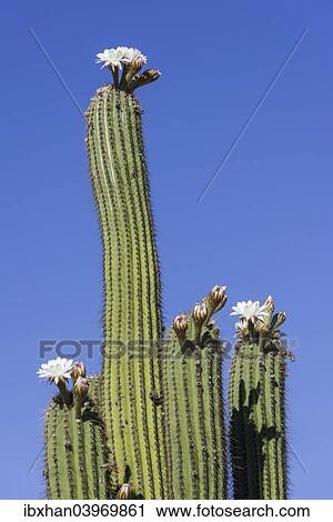 Stock Image - "Blooming Echinopsis chiloensis cactus, La Rioja, Argentina, South America". Fotosearch