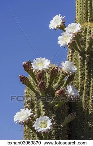 "Blooming Echinopsis chiloensis cactus, La Rioja, Argentina, South America" View Large Photo Image Stock Image - "Blooming Echinopsis chiloensis cactus, La Rioja, Argentina, South America". Fotosearch