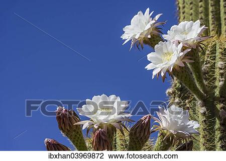 "Blooming Echinopsis chiloensis cactus, La Rioja, Argentina, South America" View Large Photo Image Stock Image - "Blooming Echinopsis chiloensis cactus, La Rioja, Argentina, South America". Fotosearch