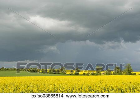 "Blooming fields of rapeseed (Brassica napus) against a dark gray sky, Thuringia, Germany, Europe" View Large Photo Image Picture - "Blooming fields of rapeseed (Brassica napus) against a dark gray sky, Thuringia, Germany, Europe". Fotosearch