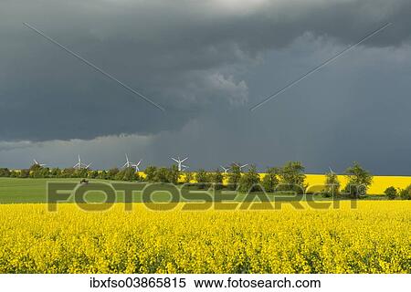"Blooming fields of rapeseed (Brassica napus) against a dark gray sky, Thuringia, Germany, Europe" View Large Photo Image Stock Photography - "Blooming fields of rapeseed (Brassica napus) against a dark gray sky, Thuringia, Germany, Europe". Fotosearch